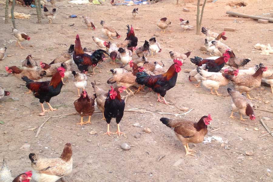 bán gà tre thả vườn