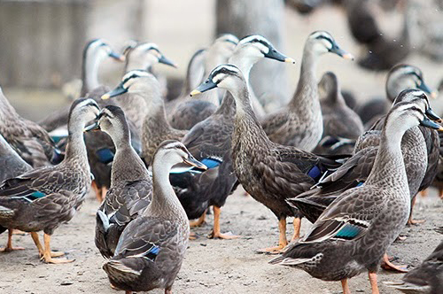 Bảng giá bán Vịt trời thịt, Vịt trời thương phẩm Sạch