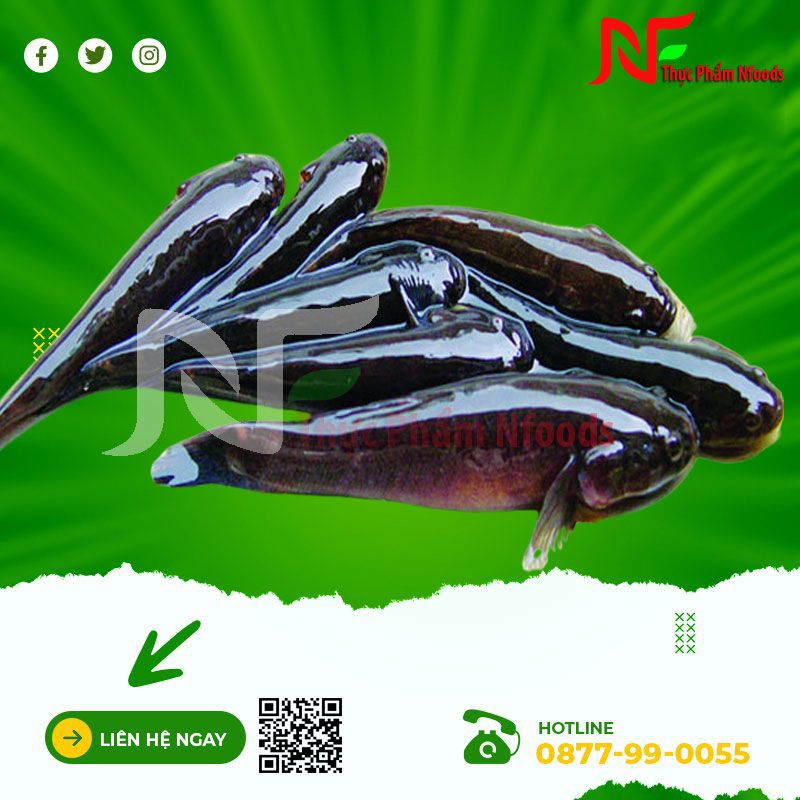 Cá bống bớp