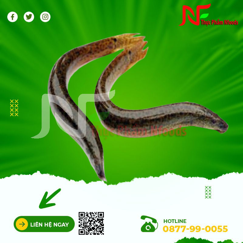 Cá chạch lấu