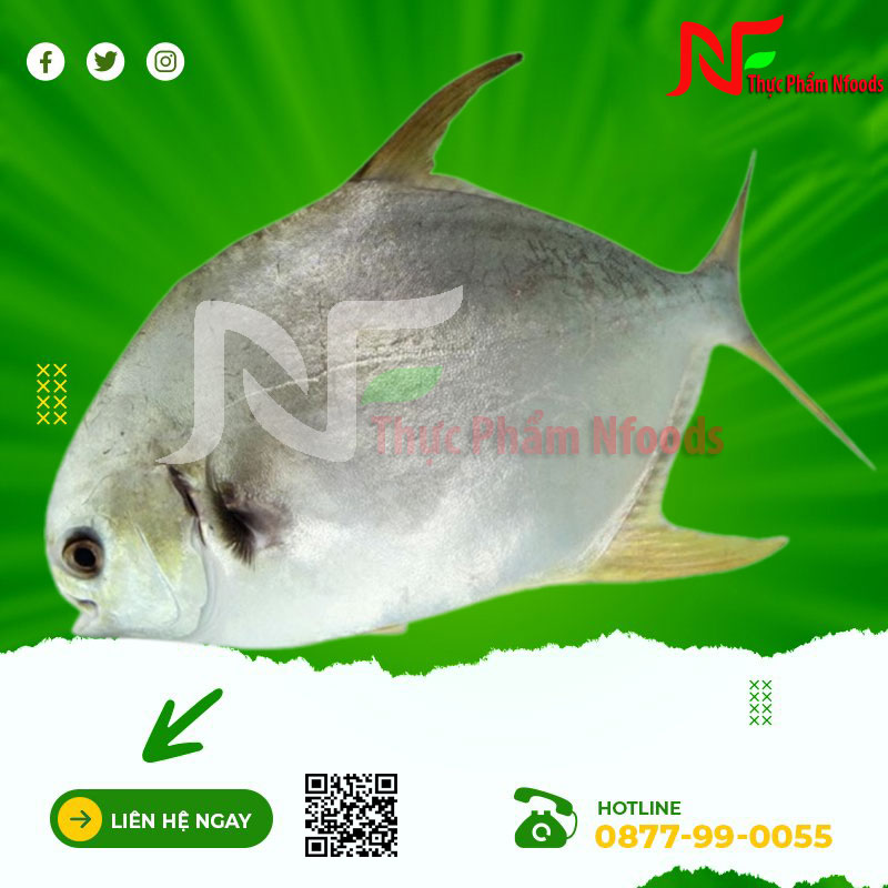 Cá Chim Trắng Vây Vàng