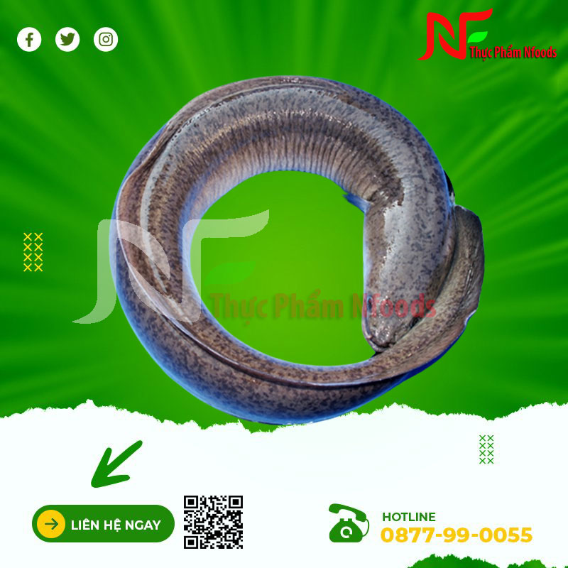 Cá chình hoa