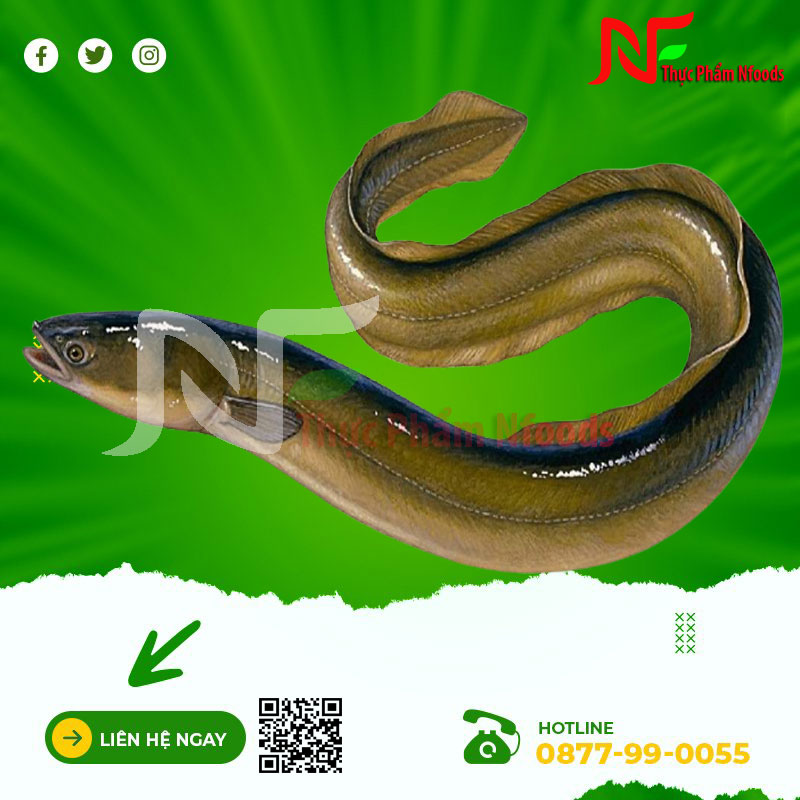Cá chình nước ngọt