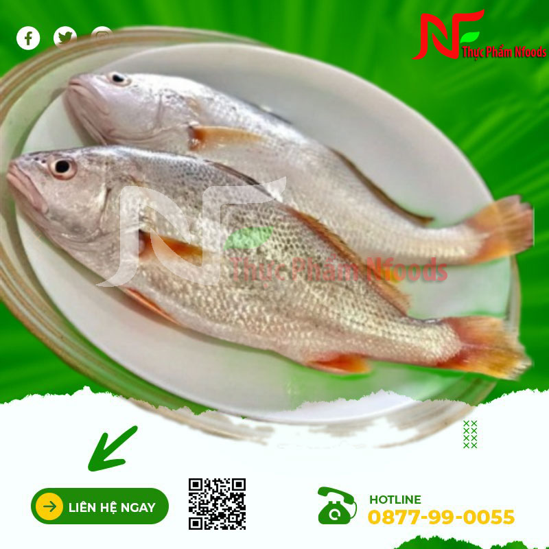 Cá Đù tươi sống