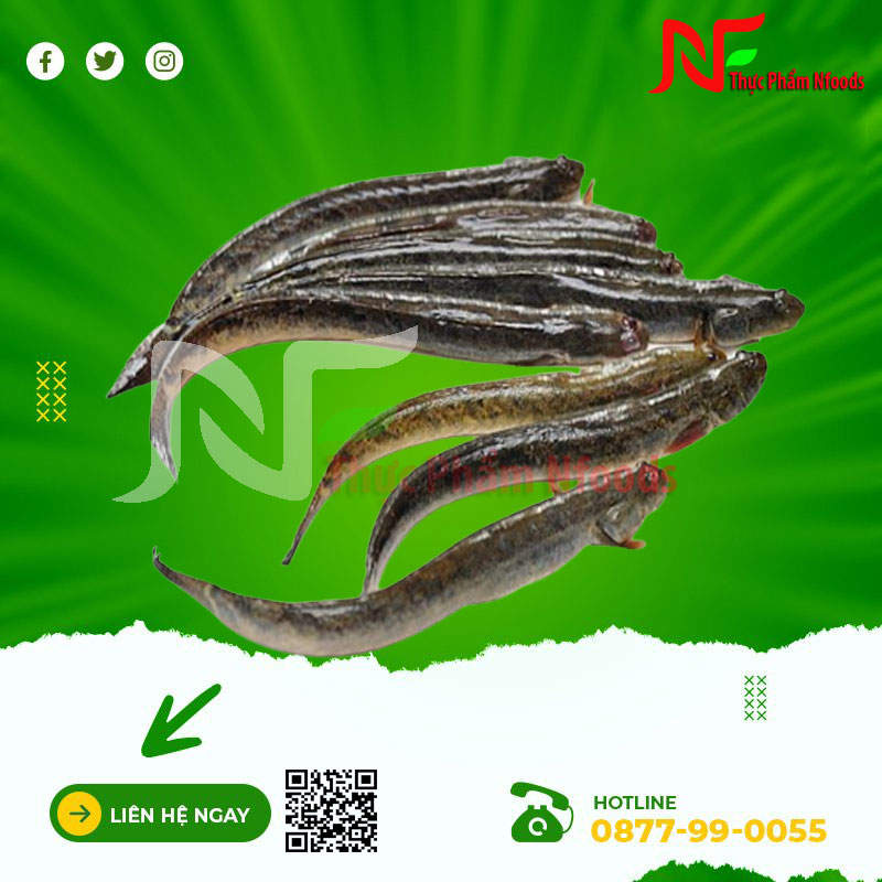 Cá kèo sống