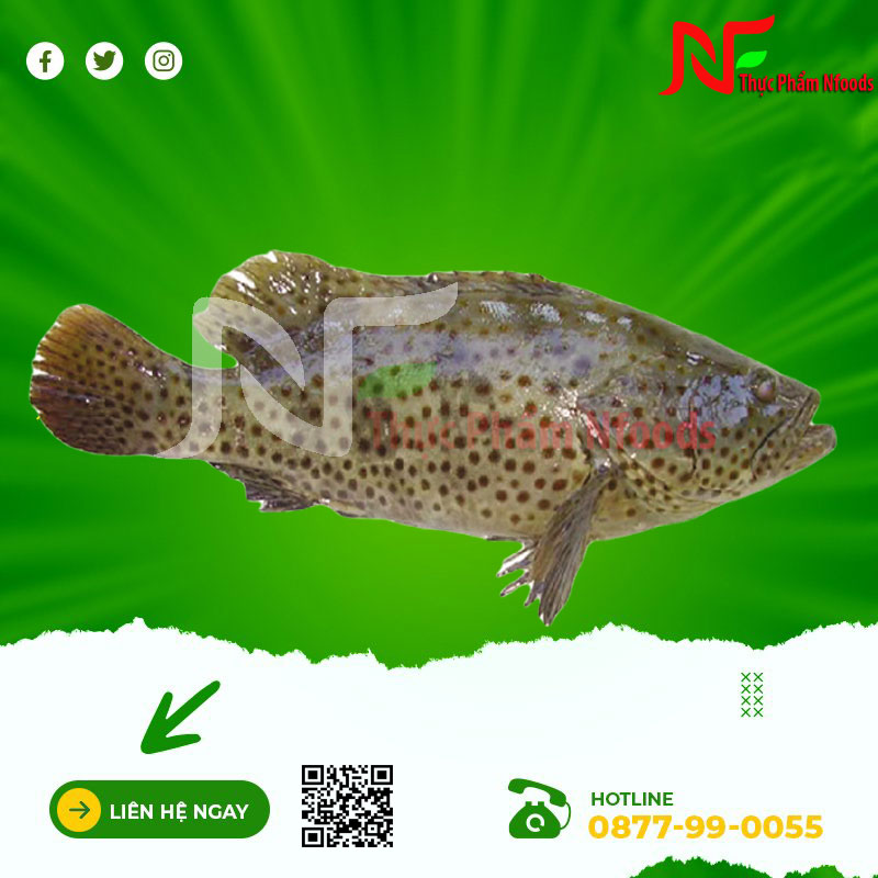 Cá mú cọp
