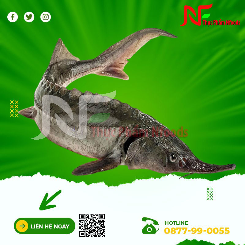 Cá tầm