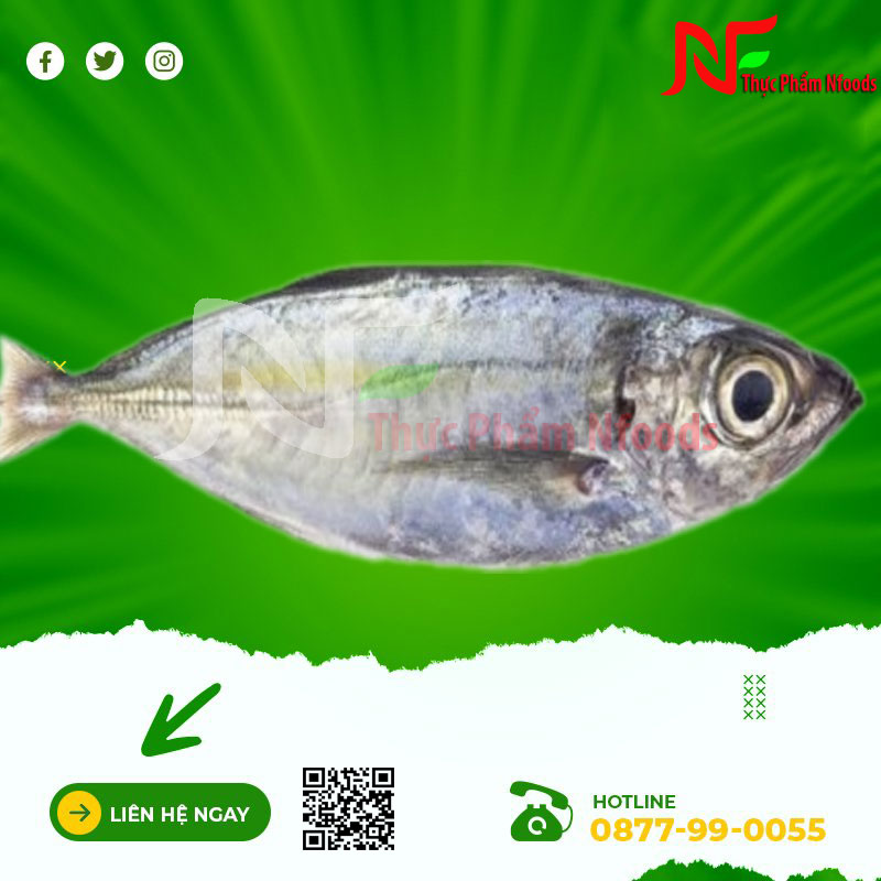 Cá Trác Vàng (cá trác)