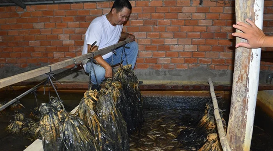 Giá lươn thương phẩm giảm