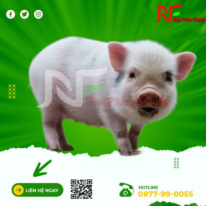 Heo Sữa Tươi Sống