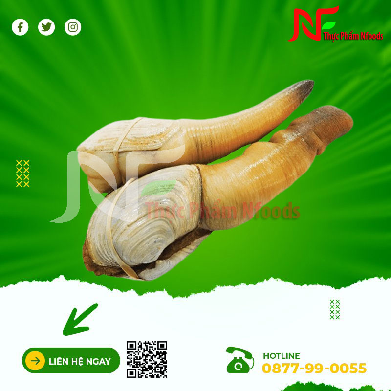 Ốc vòi voi