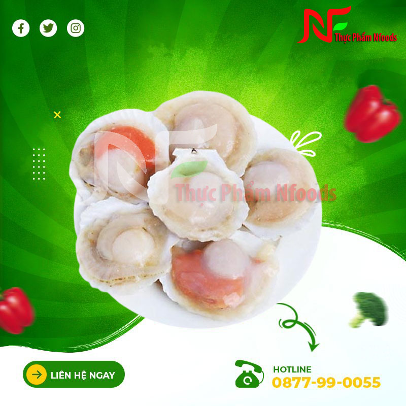 Sò Điệp Nhật Bản