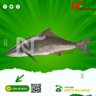 Cá Bớp Tươi