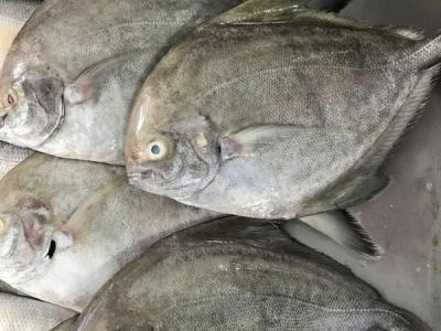 Cá Chim | Giá Sỉ & Lẻ Cập Nhật 03/24