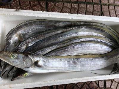 Cá Hố | Giá Sỉ & Lẻ Cập Nhật 03/24