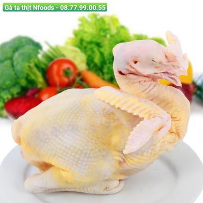 Chuyên cung cấp gà ta thịt - Nfoods: Uy tín, chất lượng, giá cả phải chăng