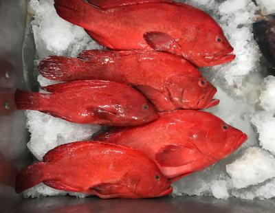 ĐƠN VỊ CUNG CẤP CÁ MÚ ĐỎ GIÁ RẺ TẠI TP. HỒ CHÍ MINH