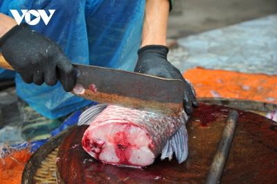 Giá cá Trắm (Đen, Cỏ) bao nhiêu tiền 1Kg hôm nay? Mua ở đâu?