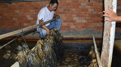 Giá lươn thương phẩm giảm