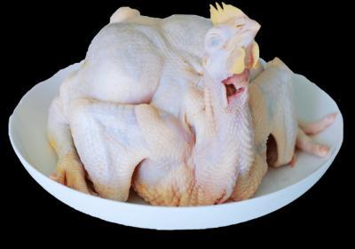 Phân Phối Gà Tam Hoàng Giá Sỉ Ổn Định, Giao Hàng Toàn Quốc