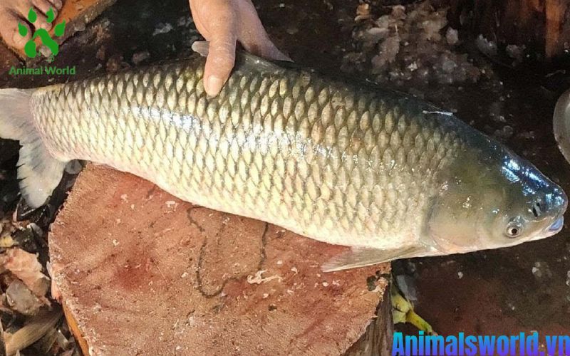 Cá trắm đen là loài cá nước ngọt có nhiều dinh dưỡng