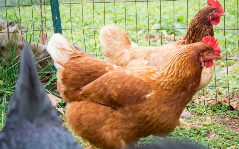 Giá gà hôm nay ngày 01/11 Giá gà hôm nay ngày 01/11