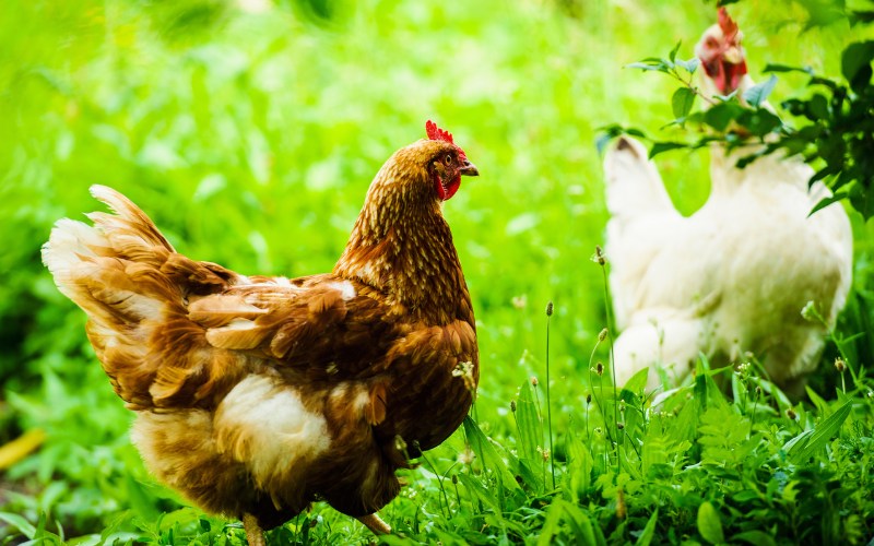 Giá gà hôm nay ngày 08/11 Giá gà hôm nay ngày 08/11