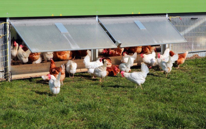 Giá gà hôm nay ngày 24/11 Giá gà hôm nay ngày 24/11