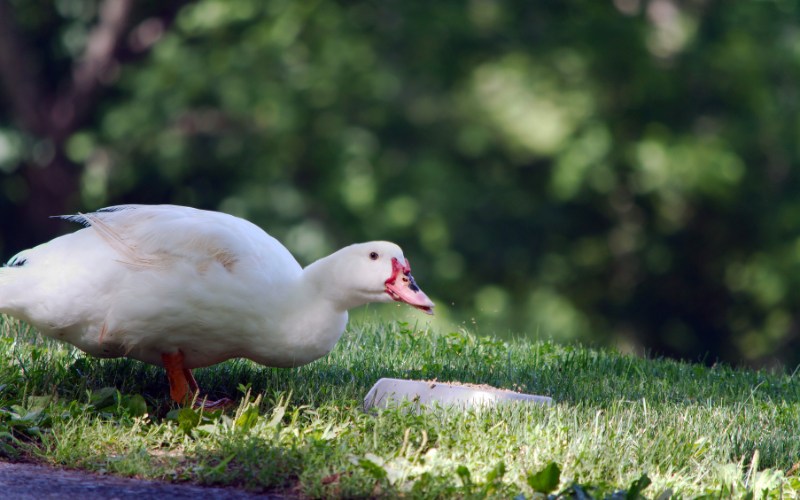 Giá vịt hôm nay ngày 08/11 Giá vịt hôm nay ngày 08/11