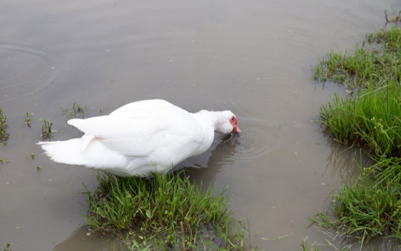 Giá vịt hôm nay ngày 24/11 Giá vịt hôm nay ngày 24/11